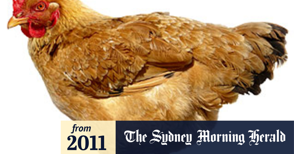 Watchdog acts on chickens